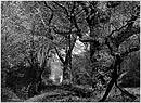 Druidenplatz&nbsp;im&nbsp;Steigerwald